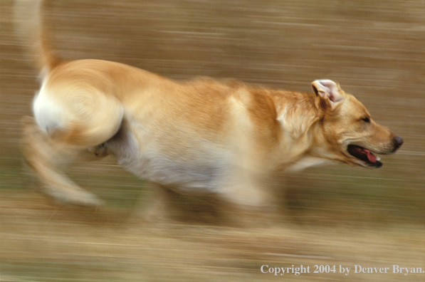 Yellow Labrador Retriever 