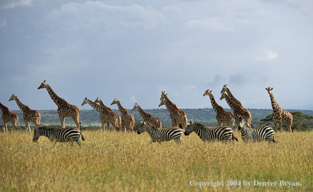 Burchell's zebra herd and Reticulated giraffe herd on the plains.  Kenya, Africa.