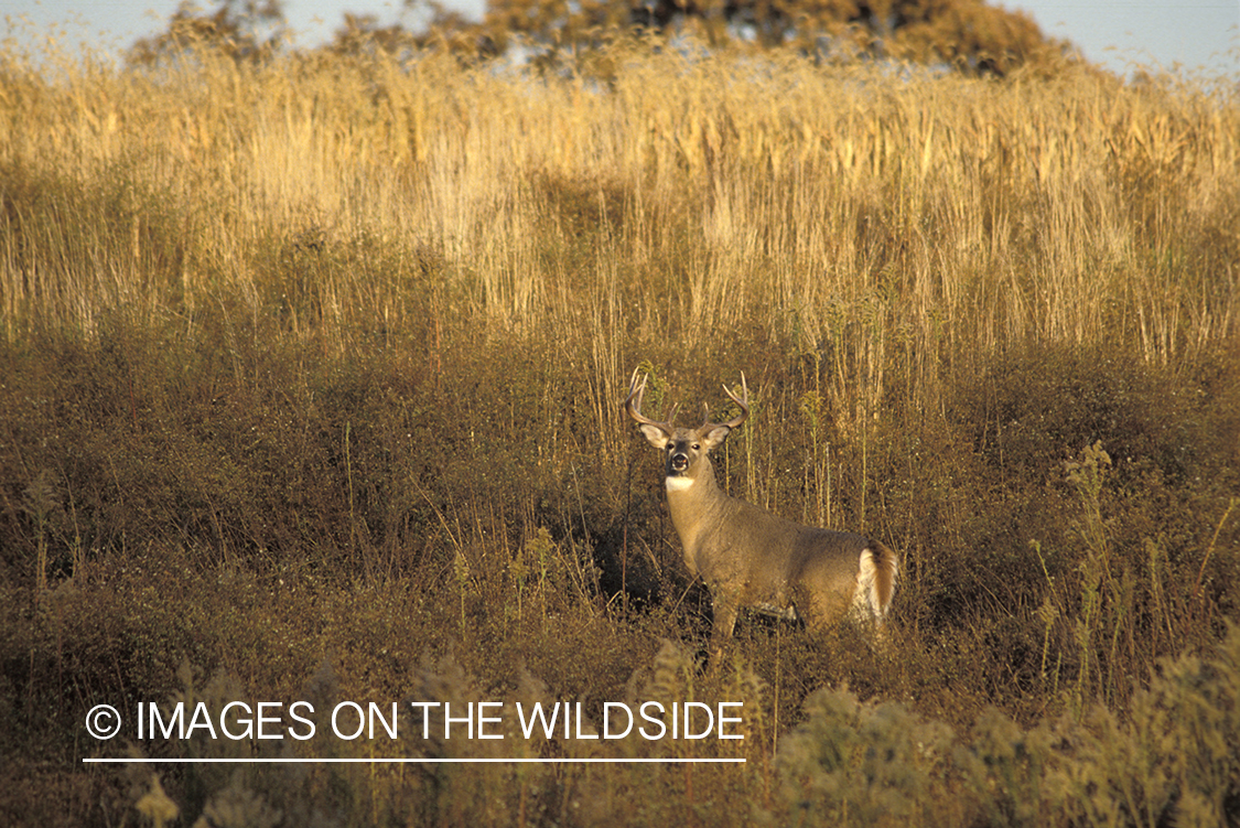 Whitetail deer in habitat.