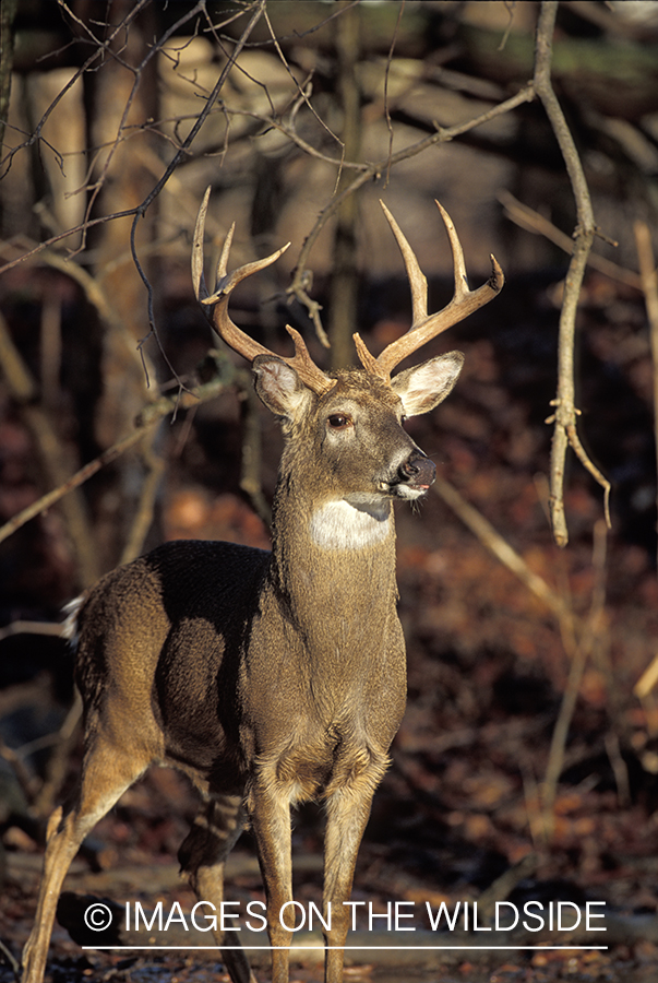 Whitetail deer in habitat.