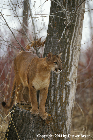 Mountain lion in habitat