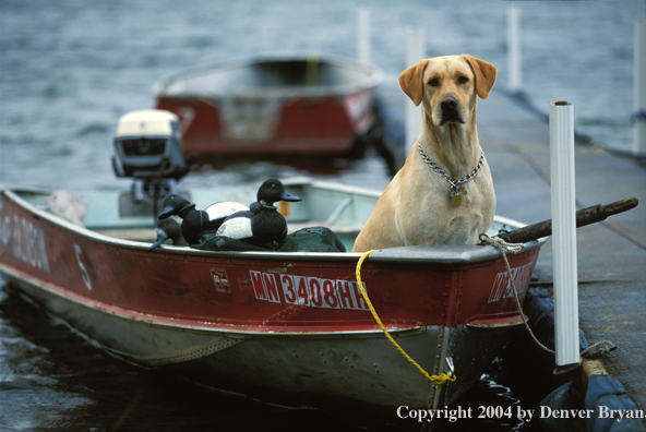 Yellow Labrador Retriever in boat 