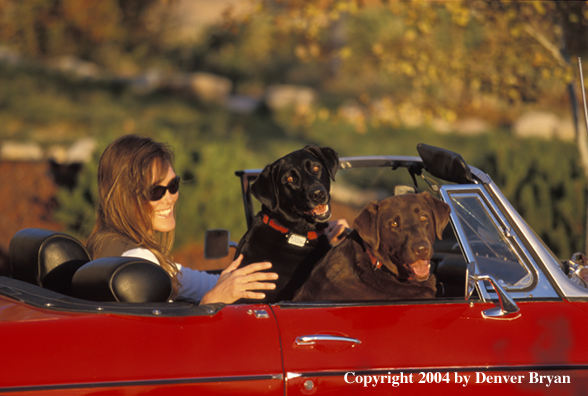 Woman with black and chocolate Labrador Retrievers