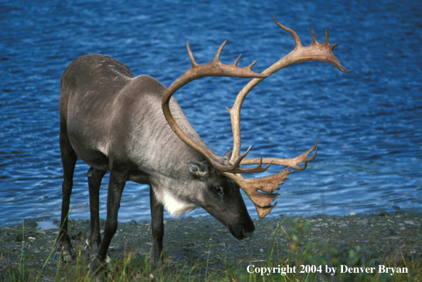 Caribou bull in habitat.