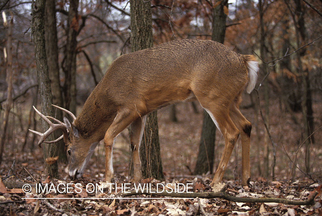 Whitetailed deer scraping.