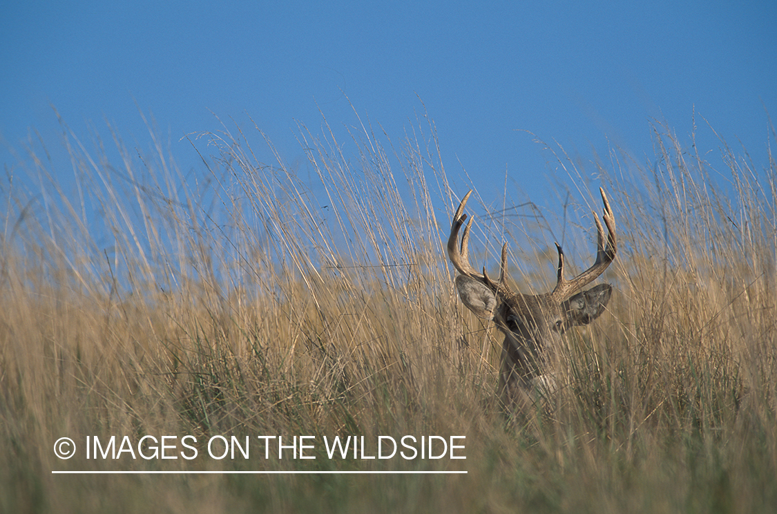 Whitetailed deer bedded down.