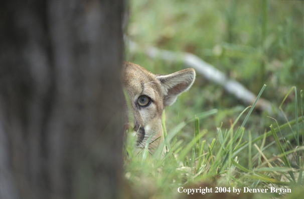 Mountain lion in habitat