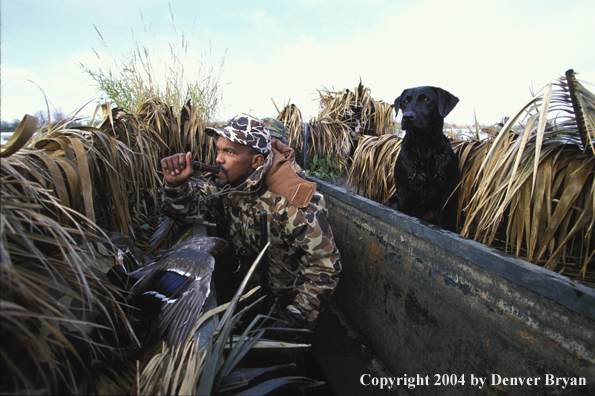 Waterfowl hunter with black Lab. 