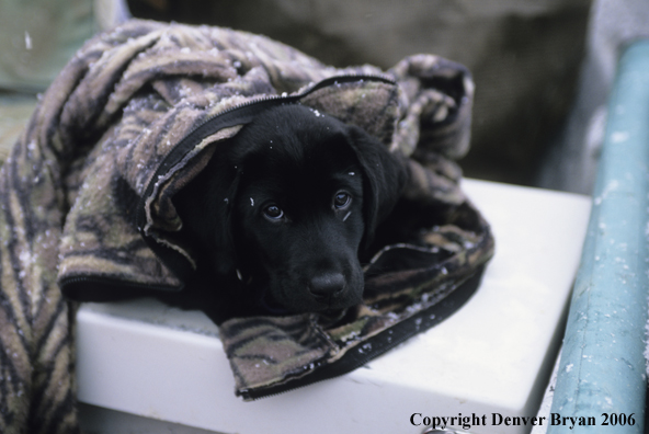 Black labrador retriever puppy wrapped in camo coat during winter.