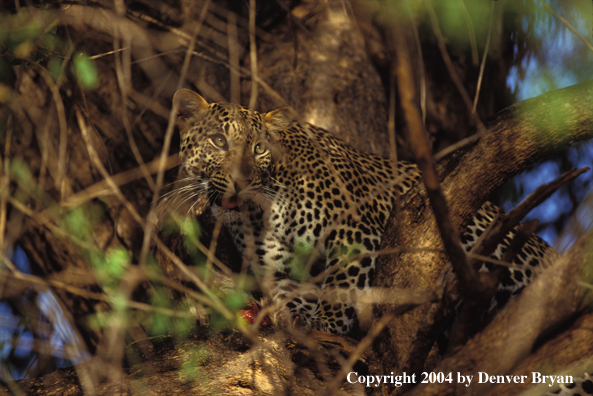 Leopard in tree. Africa