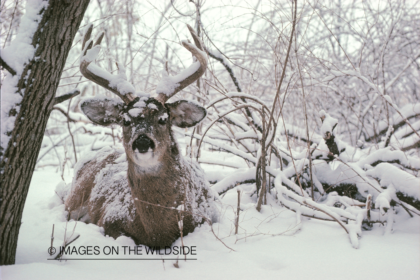 Whitetailed deer bedded down.