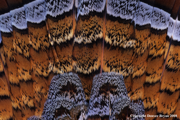 Close-up of ruffed grouse feathers