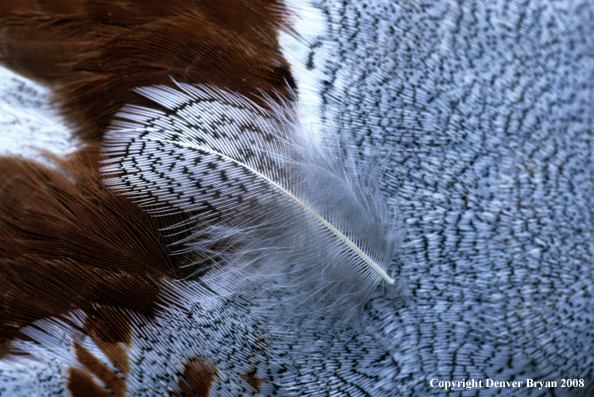 Feather patters of Hungarian Partridge