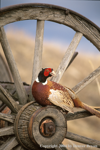 Ring-necked Pheasant on wheel