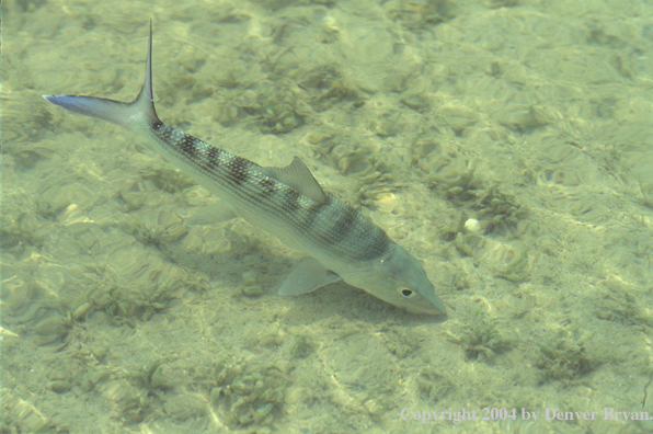 Bonefish.