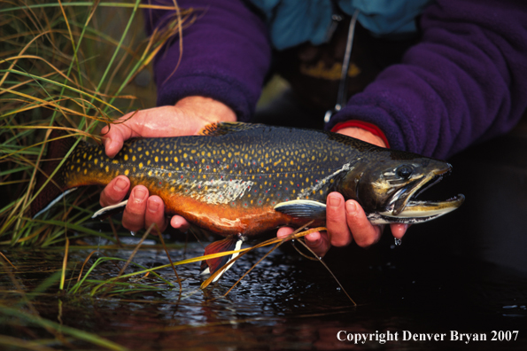 Brook Trout.