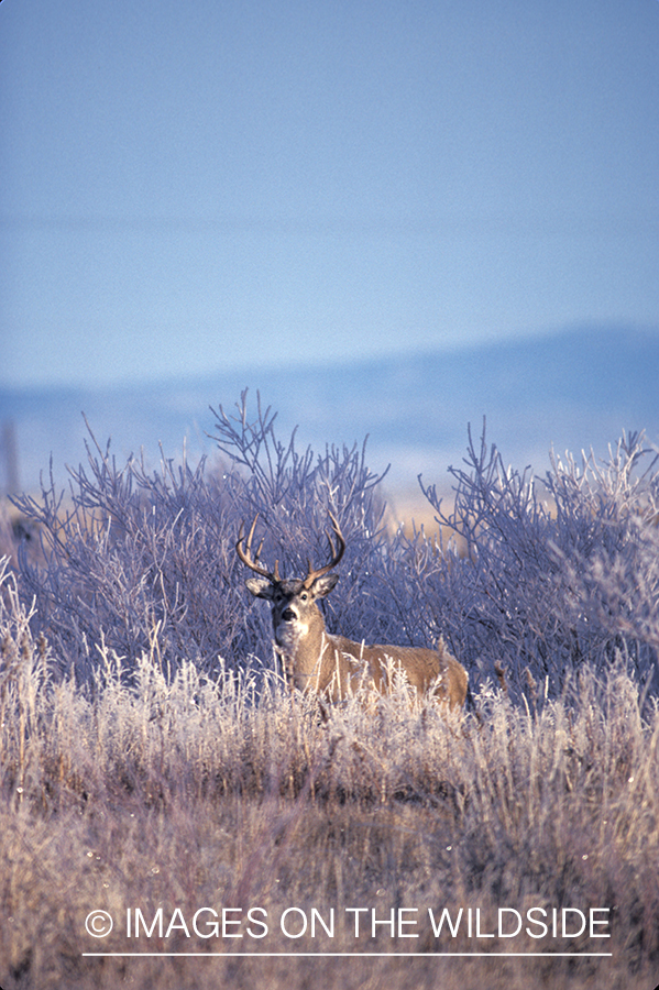 Whitetail deer in habitat.