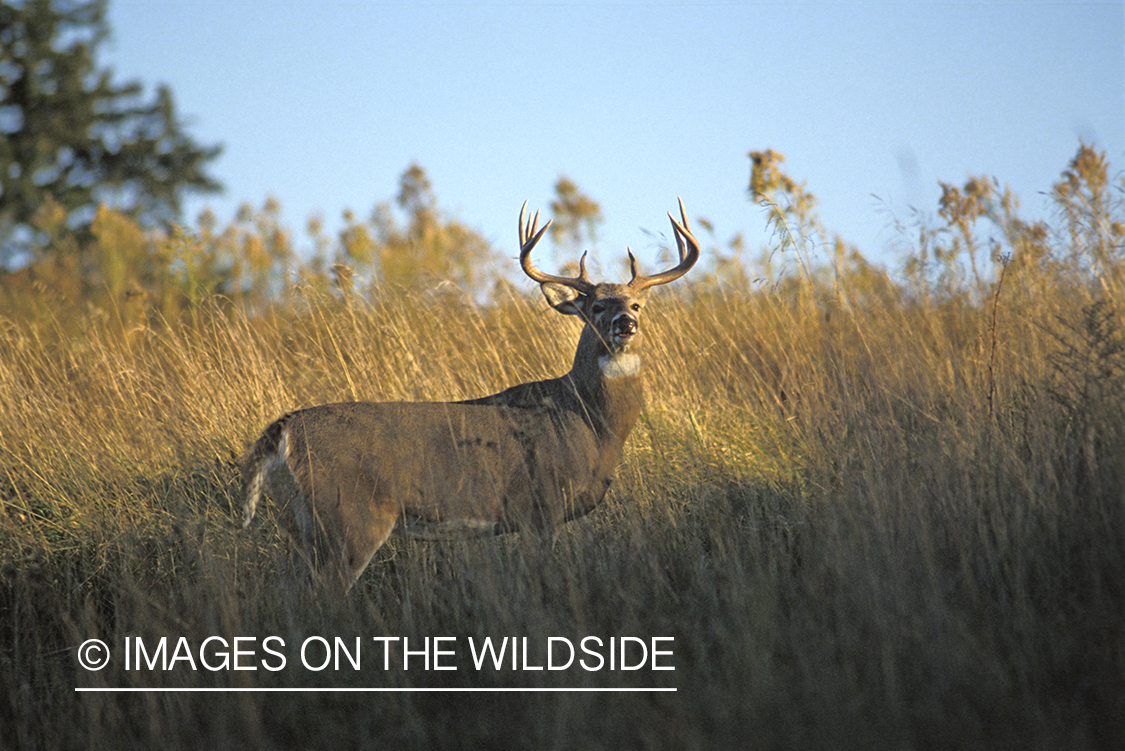 Whitetail deer in habitat.