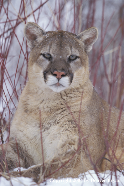 Mountain lion in habitat