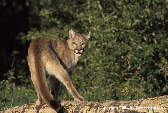 Mountain lion in habitat