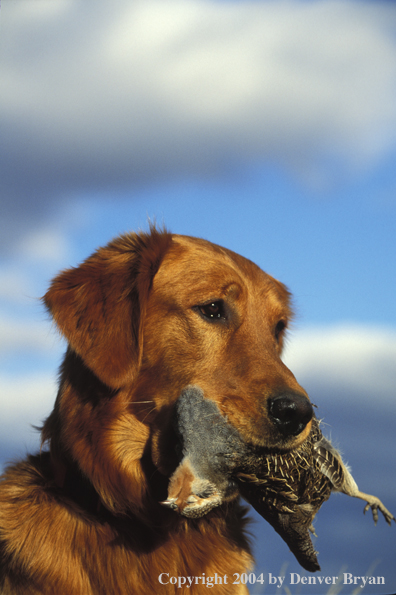 Golden Retriever with bagged Hungarian partridge.  