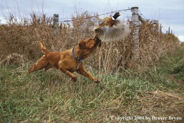 Golden Retriever chasing pheasants.  