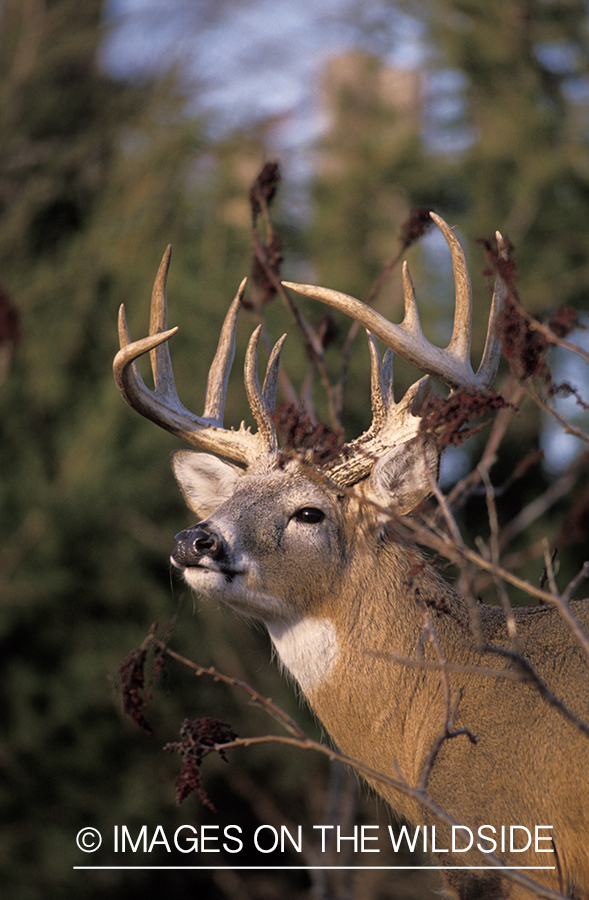 Whitetail deer in habitat.