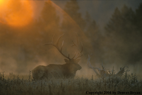 Bull elk bedded down.