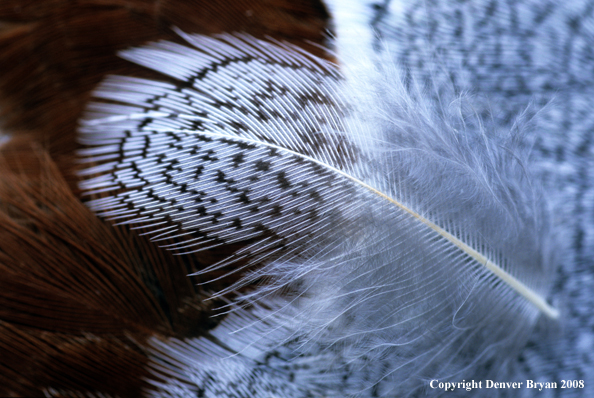 Feather patters of Hungarian Partridge