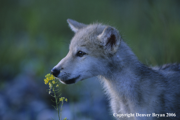 Gray wolf pup smelling the flowers.