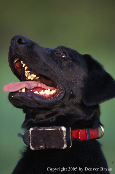 Black Labrador Retriever wearing training collar