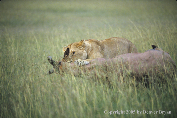 African lioness killing topi.