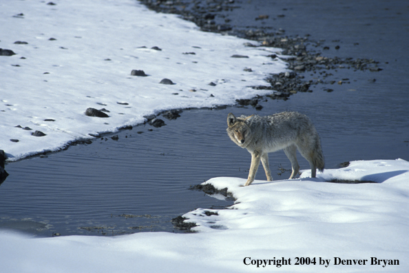 Coyote in habitat.