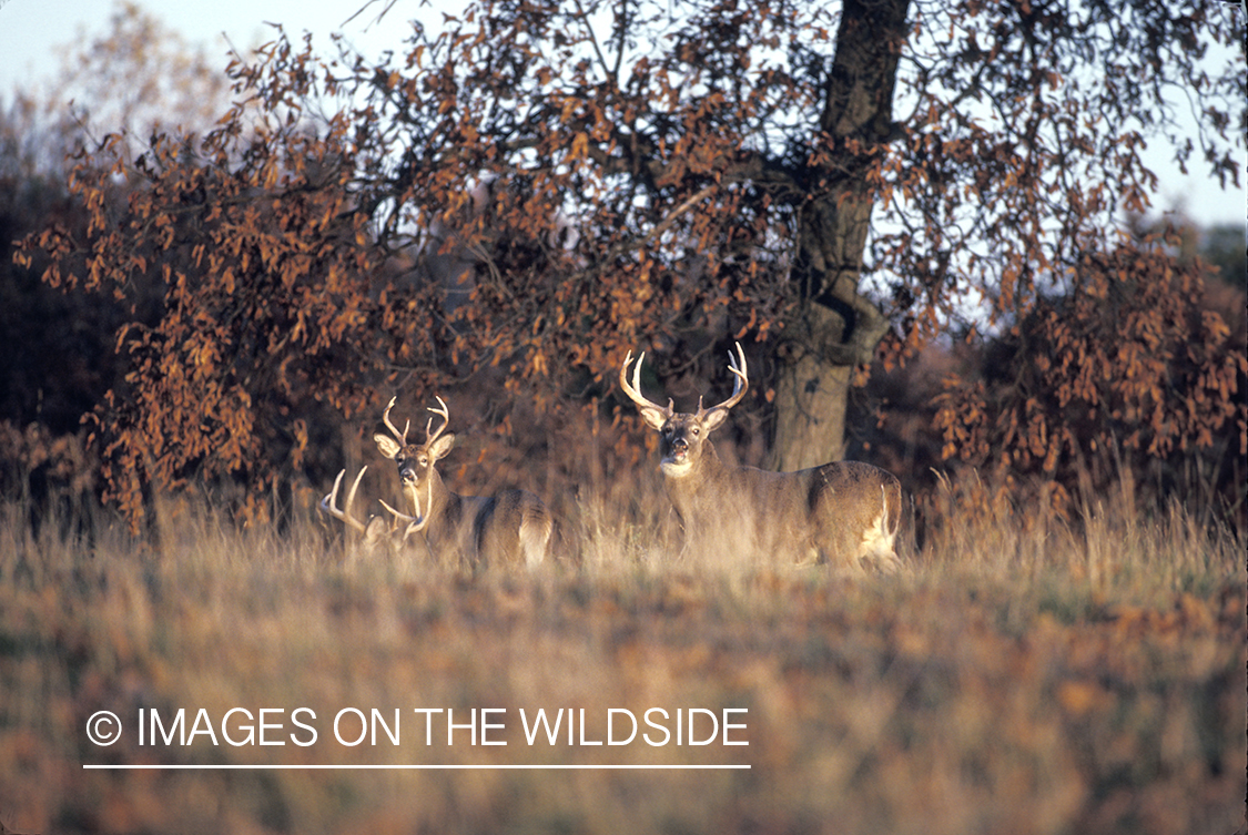 Whitetail bucks in habitat.