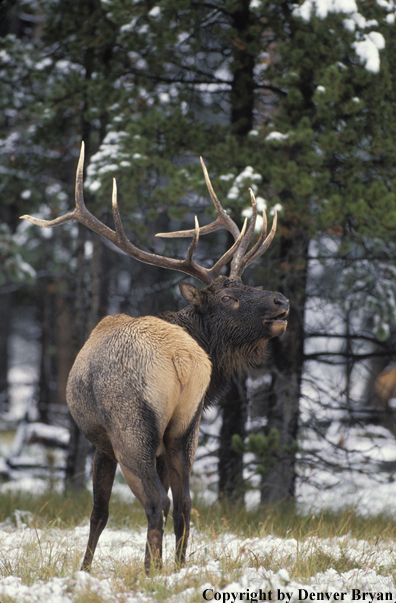 Bull elk bugling.