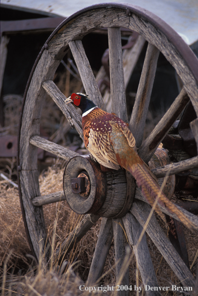 Ring-necked Pheasant on wheel