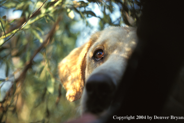 Yellow Labrador Retriever