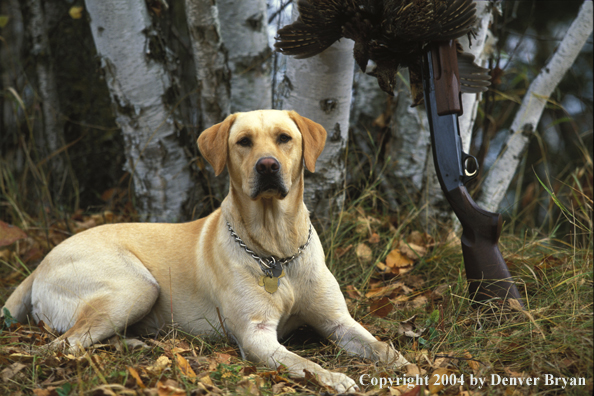 Yellow Labrador Retriever with shotgun and ruffed grouse