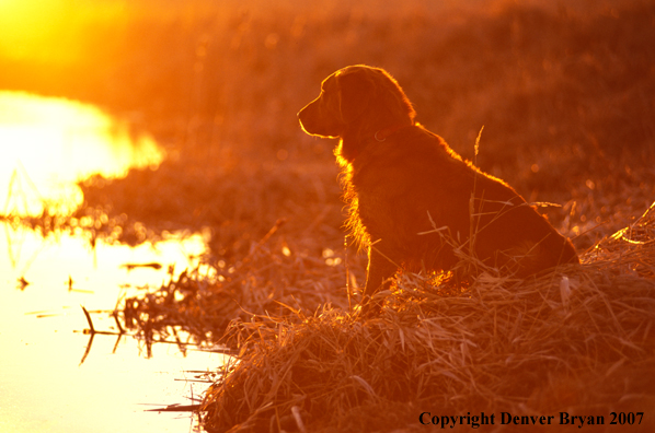 Golden Retriever on lake edge.