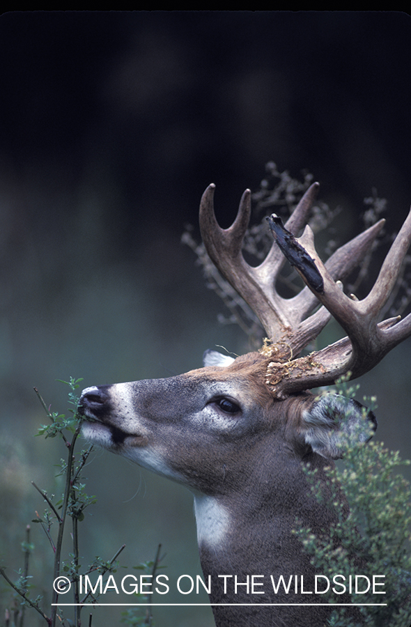 Whitetail deer grazing.