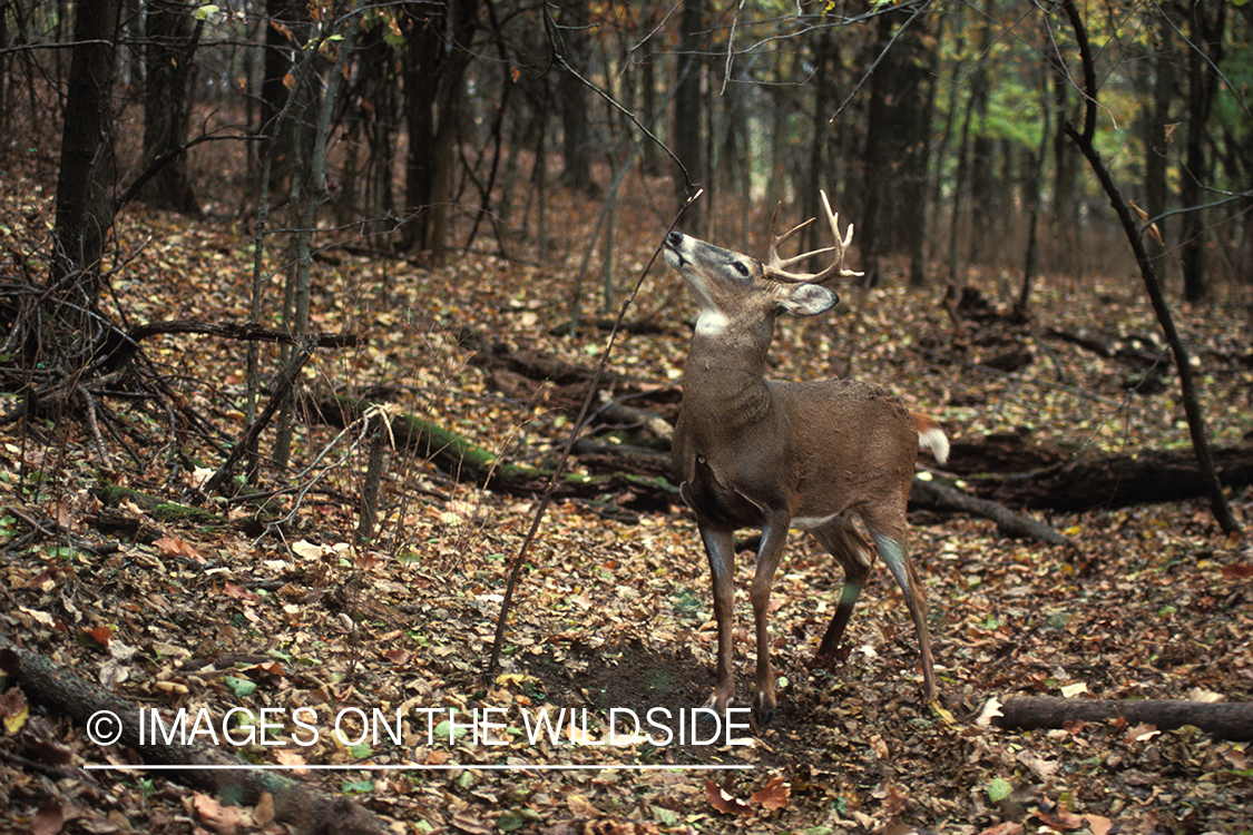 Whitetailed deer scent marking.