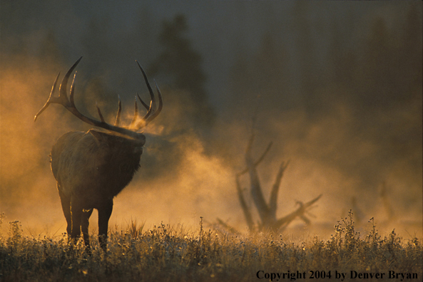 Bull elk in habitat.