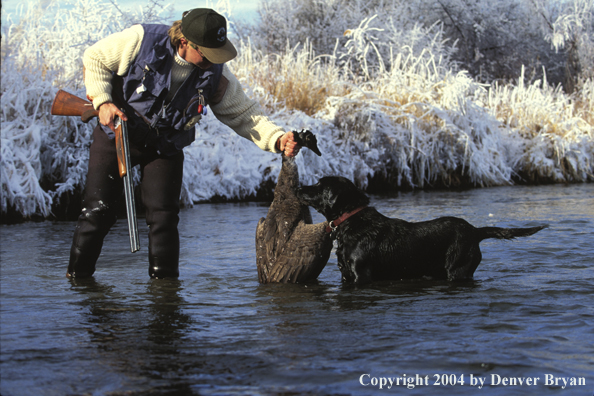 Waterfowl hunter showing bagged goose to black Lab.