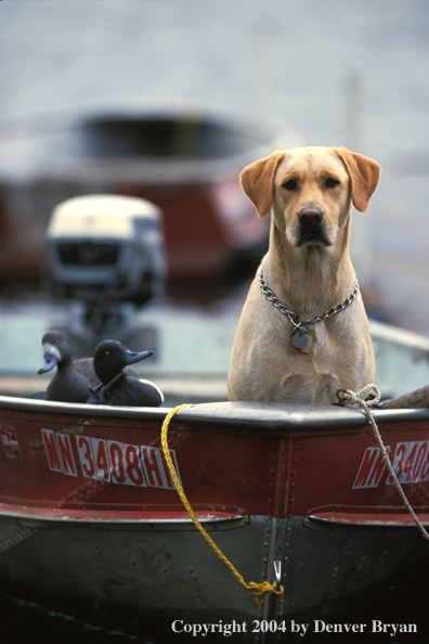 Yellow Labrador Retriever in boat ready to go