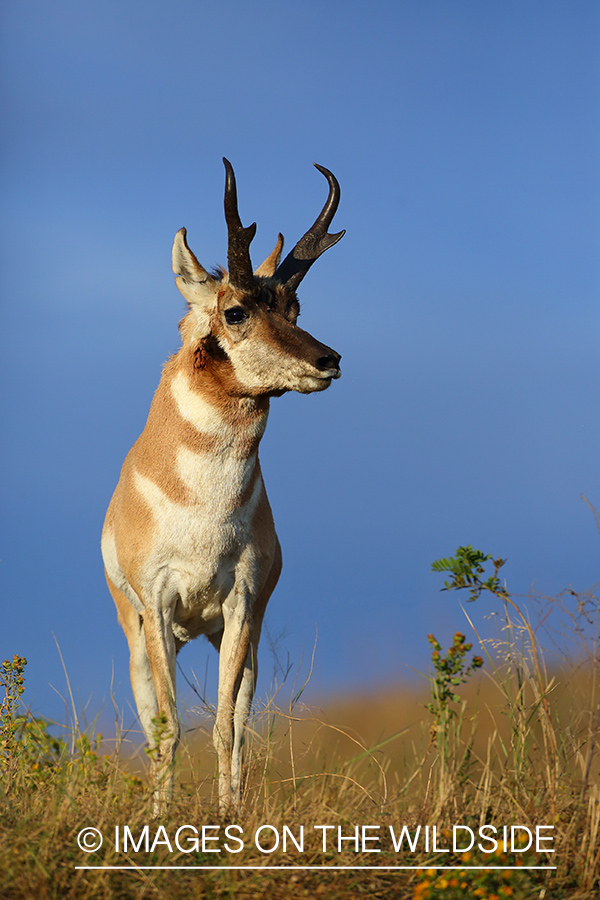 Pronghorn Antelope buck in habitat.