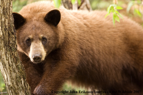 Black bear (brown-phase)