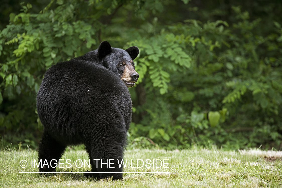 Black Bear in habitat. 