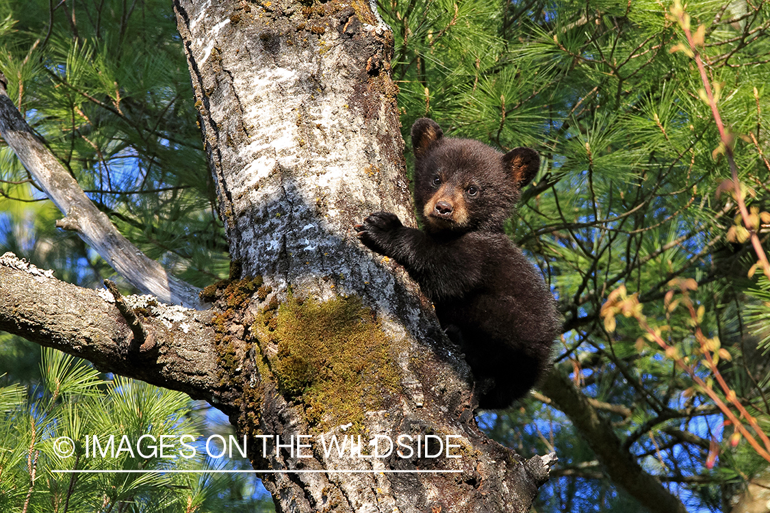 Black bear cub climbing tree.