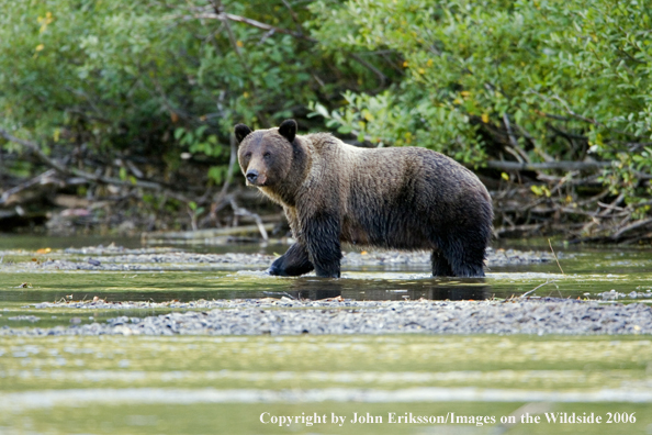 Brown bear in river.