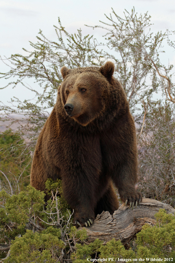 Grizzly Bear in habitat.